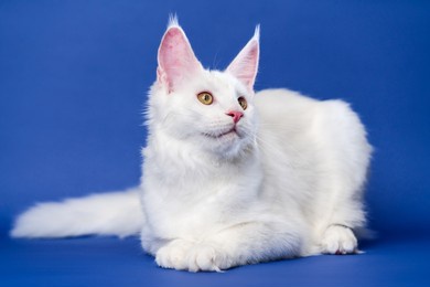 longhair cat breed maine coon cat. portrait of pretty white color coon cat. animal lying on blue background. concept of health and welfare of domestic cats.