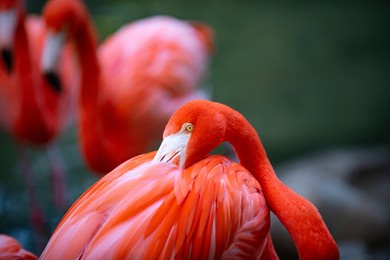 pink flamingo in nature. phoenicopterus ruber in close contact with the female. beauty flamingos.