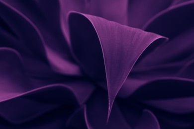 blue and violet tropical plant glowing neon. tropical leaves details, abstract nature background, dark blue and purple toned. leaves details. future, exotic  and trendy concept.