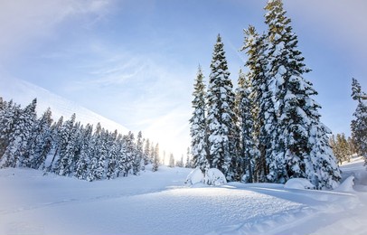 snow firs in the winter forest