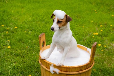 the dog is washed in a wooden tub outdoors. jack russell terrier take a bubble bath in the backyard lawn