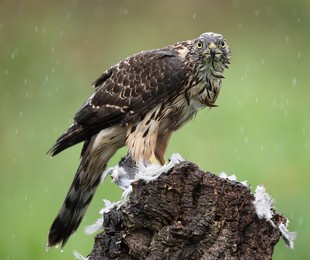 the northern goshawk is a species of medium-large raptor in the family accipitridae, a family which also includes other extant diurnal raptors, such as eagles, buzzards and harriers.