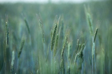 young ears of green rye.