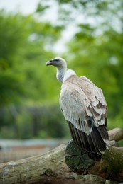 portrait of a vulture,wildlife vulture scene in wild nature