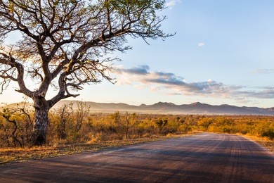 african landscape in kruger national park, south africa