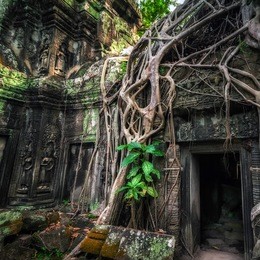 ancient khmer architecture. ta prohm temple with giant banyan tree at angkor wat complex, siem reap, cambodia travel destinations