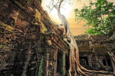 ancient khmer architecture. ta prohm temple with giant banyan tree at sunset. angkor wat complex, siem reap, cambodia travel destinations 
