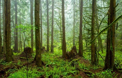 in the green thicket of the forest