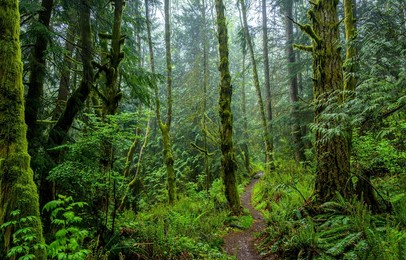 a path in a mossy forest. forest path. deep forest path way. green mossy forest path