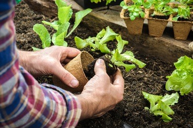 farmer planting young seedlings of lettuce salad in the vegetable garden