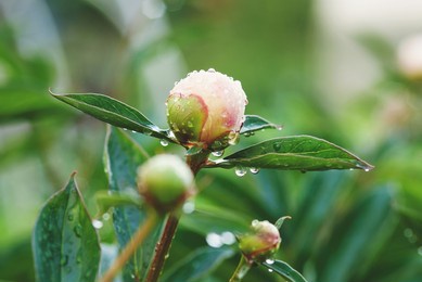 unfocused peony plant with flower buds in the garden, unopened peonies wet from rain, soft focus and film grain effect
