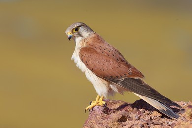nankeen kestrel, also known as the australian kestrel, is a raptor native to australia and new guinea. it is one of the smallest falcons, and unlike many, does not rely on speed to catch its prey.
