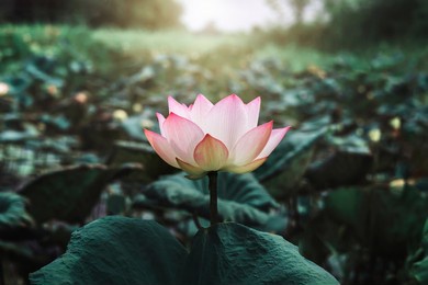 beautiful lotus flower blossom with sunshine in pond