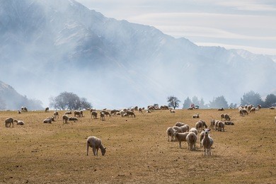 sheep-farm and mountains in the morning, moke lake, queenstown, new zealand