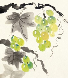 watercolor and ink illustration of grape vine with leaves and grapes. grapes with leaves isolated on white background. traditional oriental art painting sumi-e, u-sin, go-hua. 
