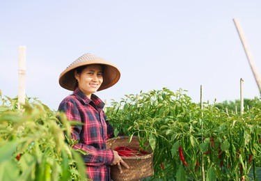 farmer woman picking chili on the field