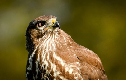 portrait of an hawk in close-up. hawk portrait. hawk eye. hawk in nature