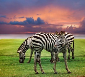 wild zebra standing in green grass field against beautiful dusky sky use for wild life and animals in africa safari wilderness 