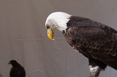 white head and yellow beak of a magnificent, big bald eagle, showed during a live spectacle in france ; this raptor, a fish predator, is the animal symbol of the united states of america