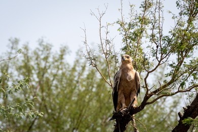 tawny eagle or aquila rapax bird of prey in natural green background perched on tree at tal chhapar sanctuary rajasthan india