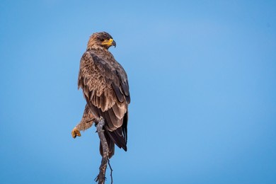 steppe eagle or aquila nipalensis portrait perch on branch in natural blue sky background at forest of india asia
