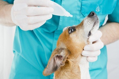 jack russell terrier at the doctor vet treats eye