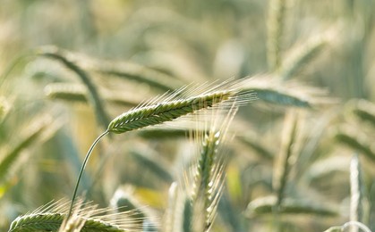 rye ears in the sun. cereal ripening in the field. cultivation of grain, ears of grain close-up.