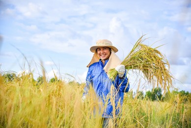 a female farmer wearing a hat and mask is harvesting rice with a sickle in the field, smiling and happy face, holding bunch of rice,  there is a beautiful background of blue sky and clouds.