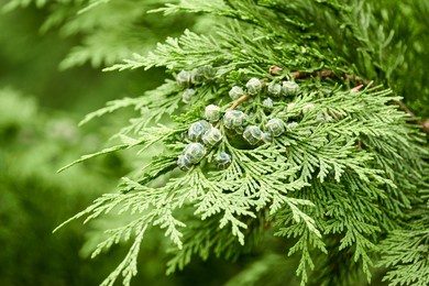 chamaecyparis lawsoniana, known as port orford cedar or lawson cypress, is conifer in genus chamaecyparis, family cupressaceae. it is native to oregon and northwestern california.