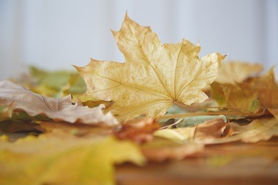 close-up view on autumn leaves of maple and oak
