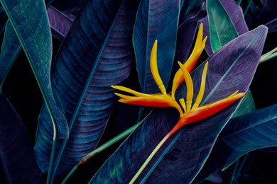 heliconia flower blooming on dark nature background