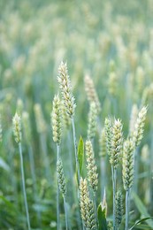 wheat spikelets at farm field, close up. young green ears of wheat crop plants, selective focus. agriculture background.