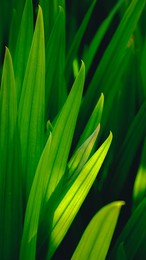 macro shot of grass in the sunshine.