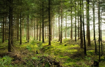 mossy forest scene. in a deep forest covered with moss. mossy forest background. forest trees in moss