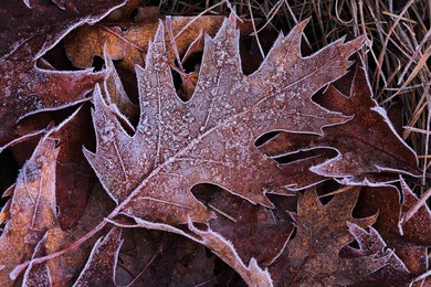 frozen oak leaf on the ground