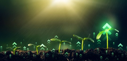 young plants increase on sunny background.growing money,finance and investment. concept of business growth,profit, development and success.