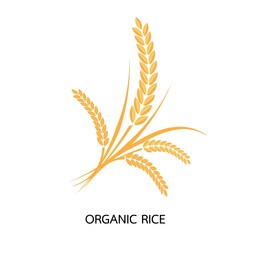 premium rice great quality design concept vector.vector logo label or package with yellow rice wheat rye grains. concept for asian agriculture organic cereal products bread and bakery factory.