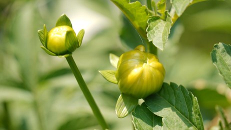 dahlia flower buds with green background.