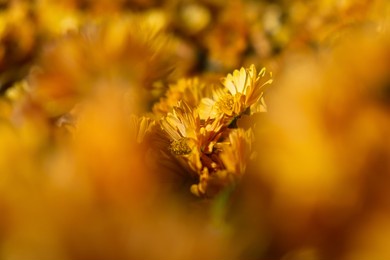 background of yellow-orange chrysanthemums closeup in bright sunlight. autumn flowers in the garden. soft focus, the warm rays of the sun, full frame. natural autumn background for mother's day. macro