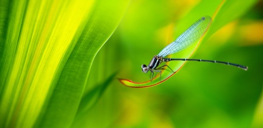 tiny dragonfly with nature of green leaf in garden at summer.natural green leaves plants using as spring background cover page greenery environment ecology wallpaper.focus blurred with select focus.