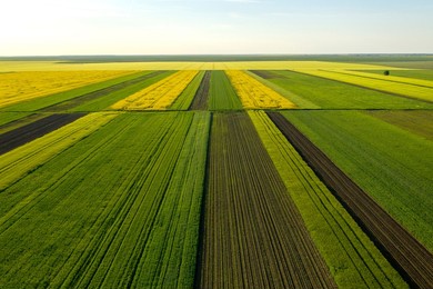 aerial view with the  landscape geometry texture of a lot of agriculture fields with different plants like rapeseed in blooming season and green wheat. farming and agriculture industry.