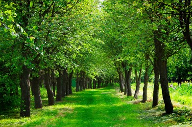 path in the forest belt among the trees.