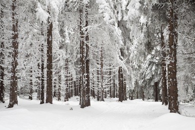 winter forest with trees covered snow