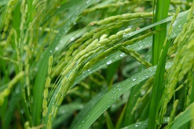 beautiful images rice field. rice field and raining.