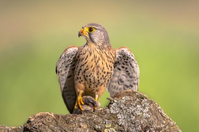 common kestrel (falco tinnunculus) perched on stone while eating mouse against bright background. small raptor in extremadura, spain. wildlife scene of nature in europe.