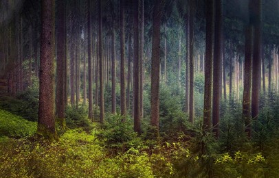 sun rays in the forest