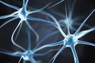 neurons in the brain