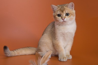 golden british kitten teenager aged four months with round green eyes with a white chest on an orange background in a sitting position