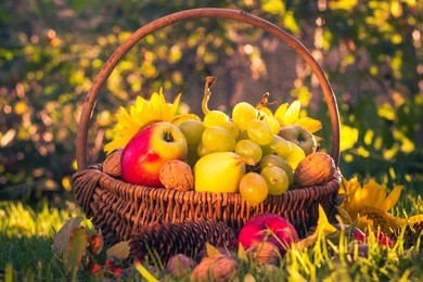 autumn in the orchard: a basket of fresh fruit in the sunshine