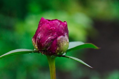 unopened bud of a red wet peony on a green stalk in the garden. a flower bud of peony flowers that has not yet bloomed. ants crawl on a peony flower, collecting dew